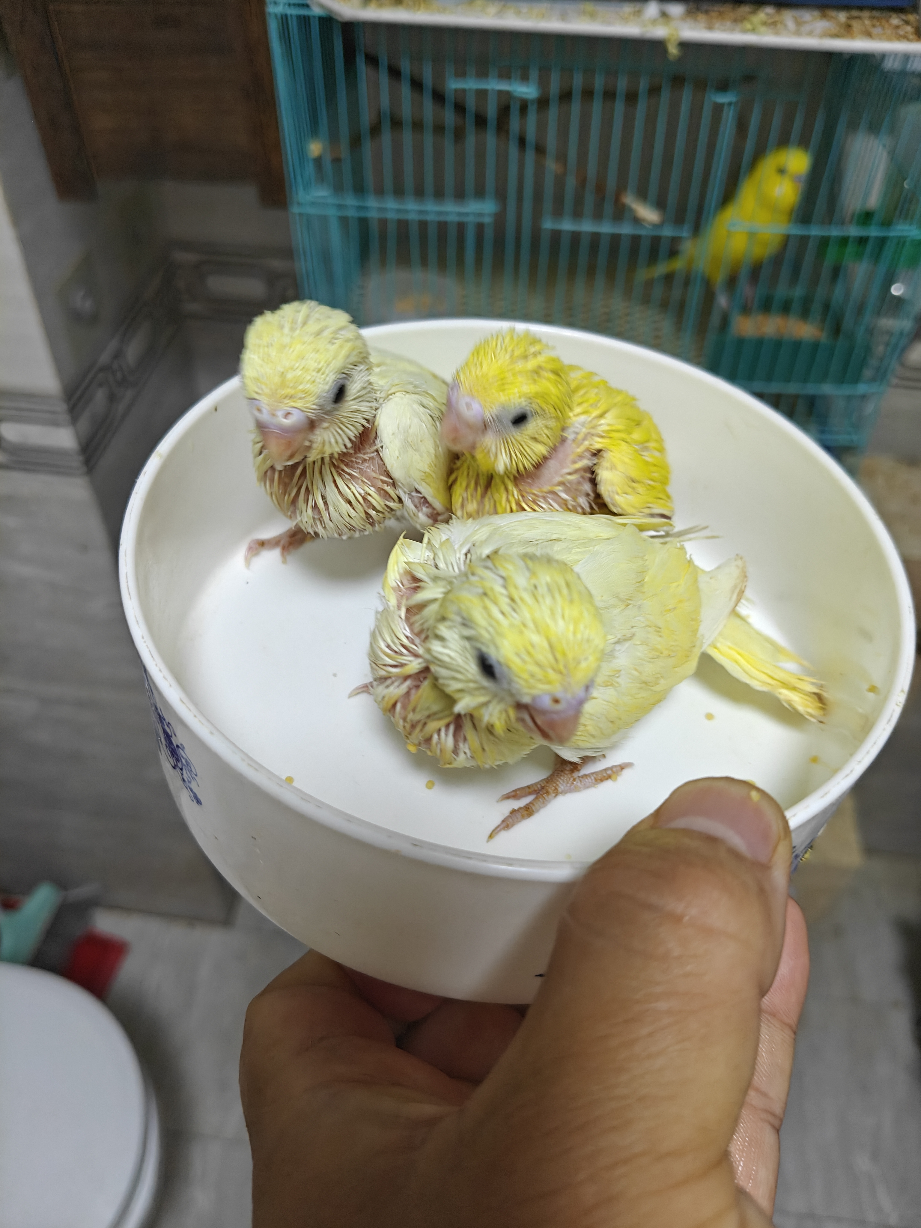 特色大头虎皮鹦鹉